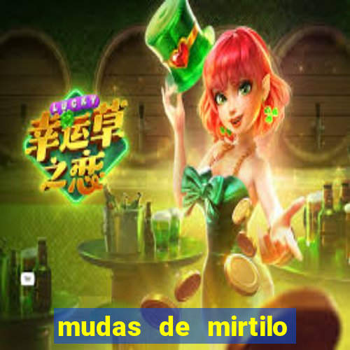 mudas de mirtilo em porto alegre