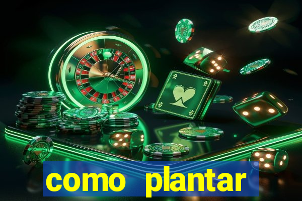 como plantar gergelim no vaso