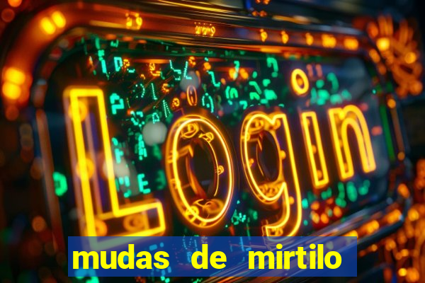 mudas de mirtilo em porto alegre