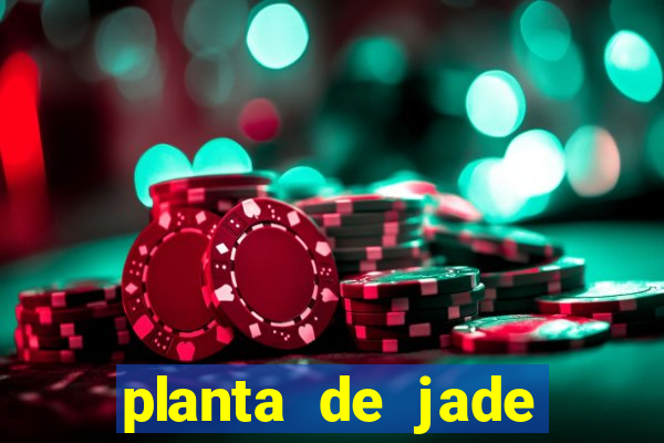 planta de jade significado espiritual